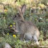 Conejo silvestre
